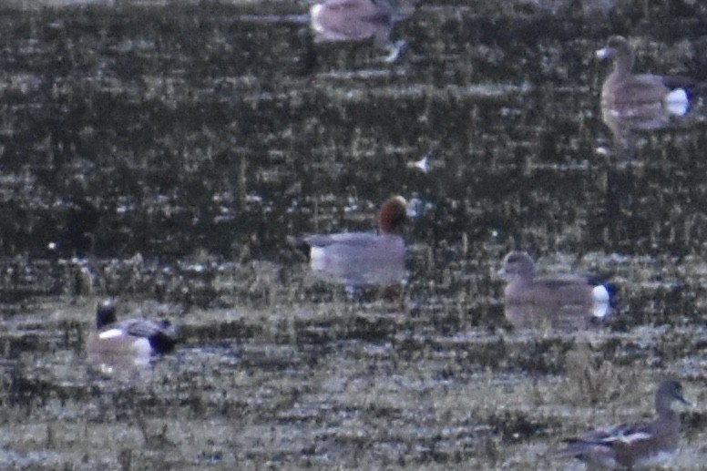 Eurasian Wigeon - ML549962641