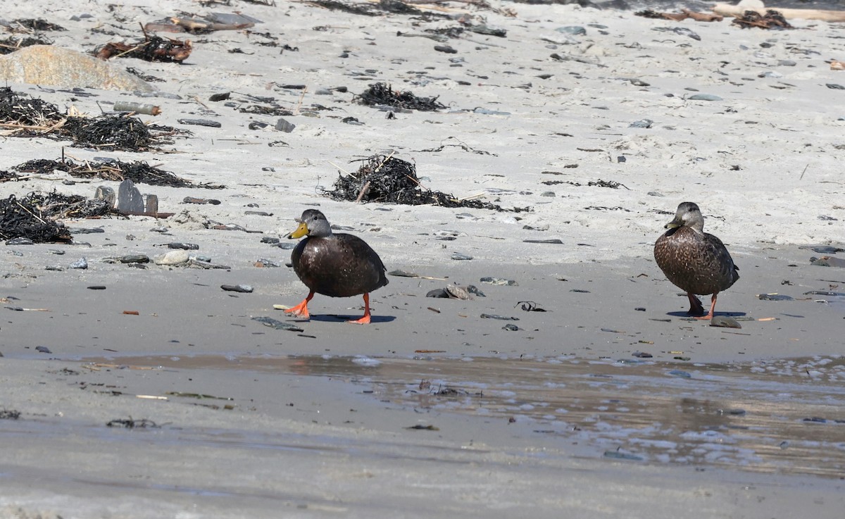 American Black Duck - ML549962941