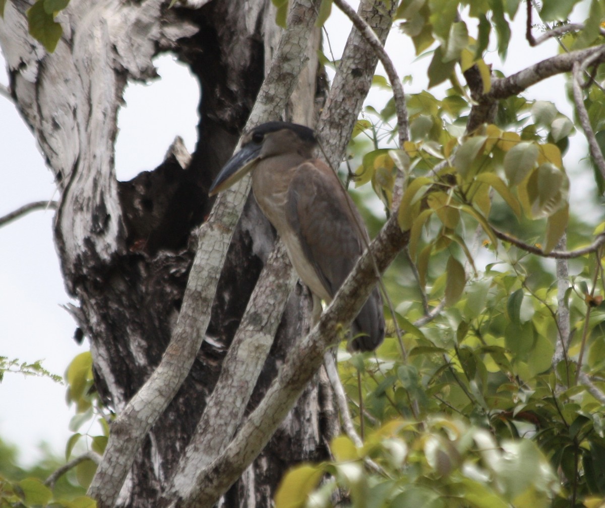 Boat-billed Heron - ML54996331