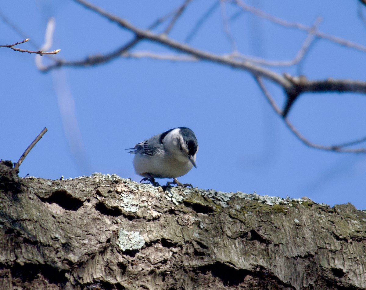White-breasted Nuthatch - ML549963971