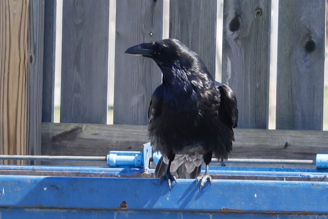 Common Raven - ML549964021