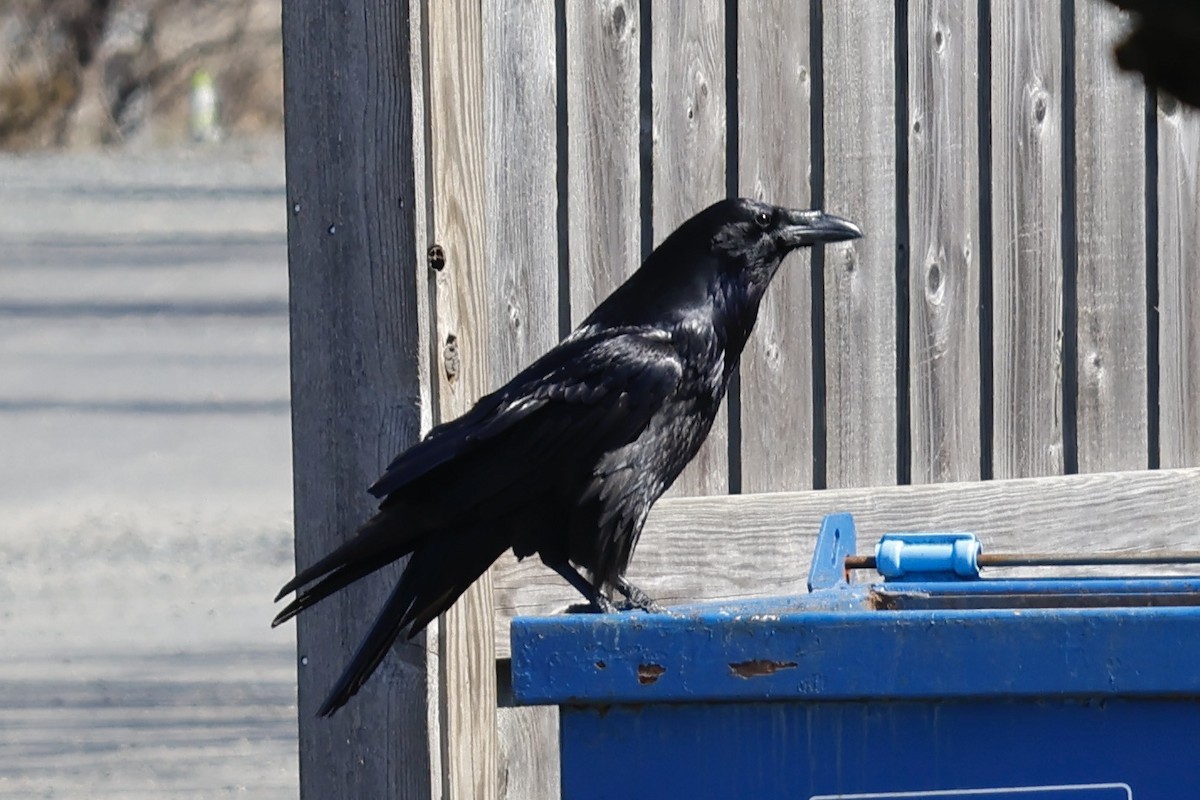 Common Raven - ML549964031