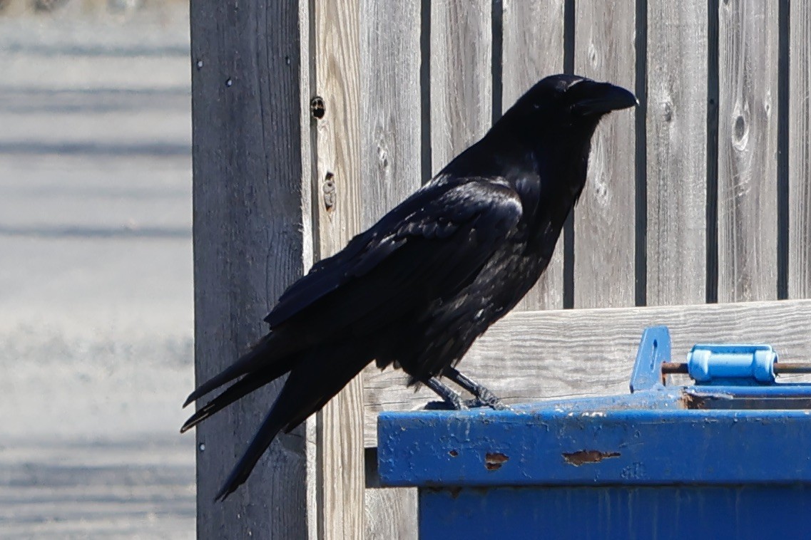Common Raven - ML549964041
