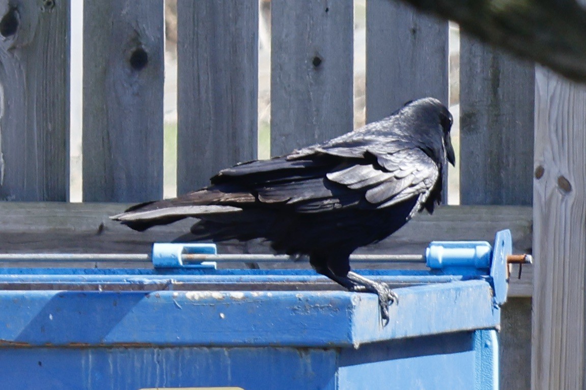 Common Raven - Daniel Morton