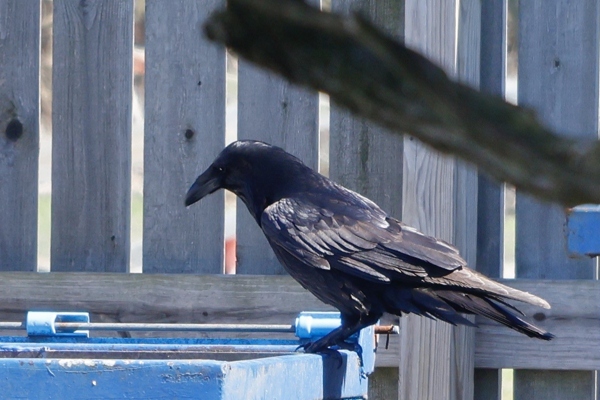 Common Raven - ML549964061