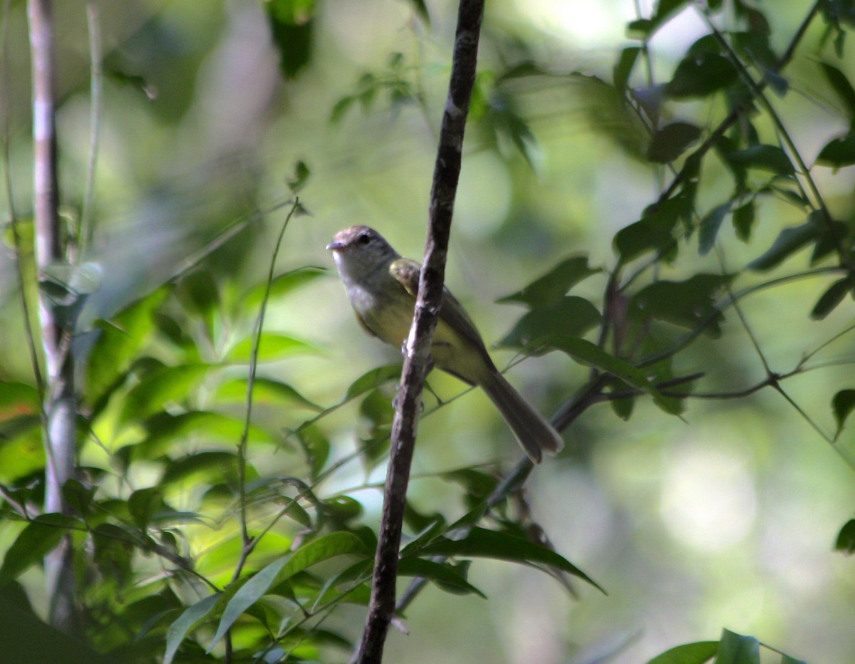 Greenish Elaenia - ML54996431