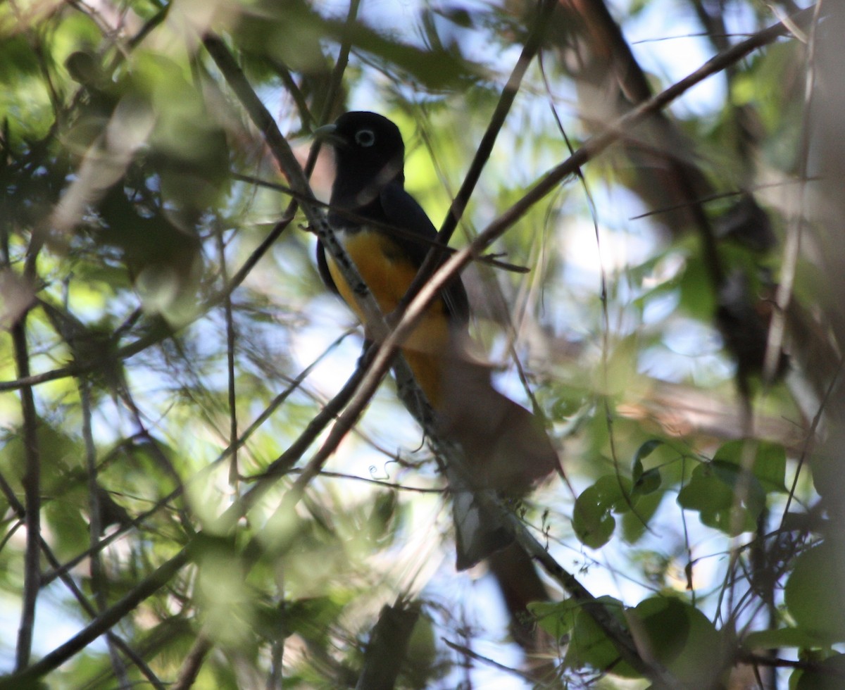 Black-headed Trogon - ML54996481