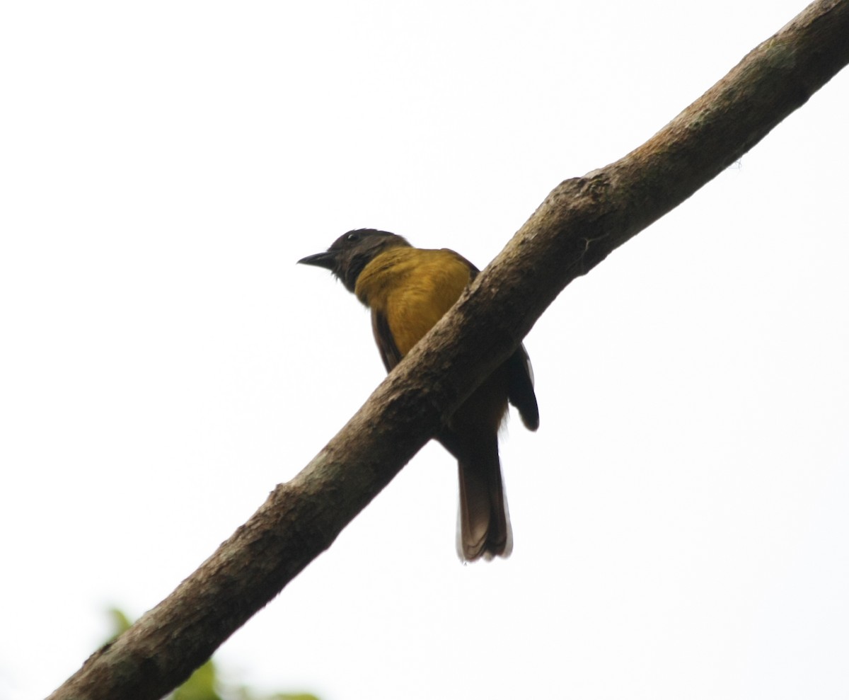 Gray-headed Tanager - ML54996521