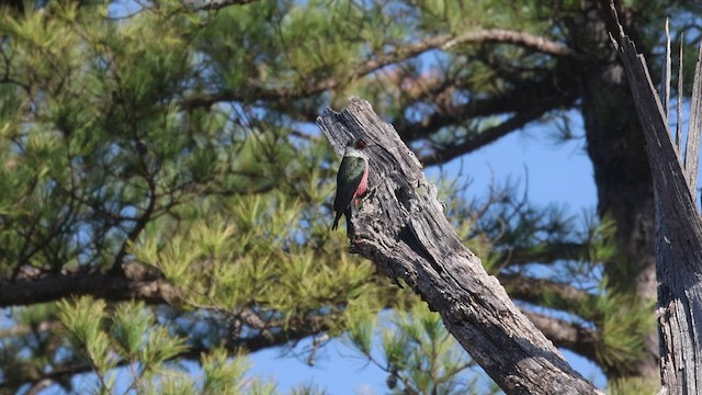 Lewis's Woodpecker - ML549965211