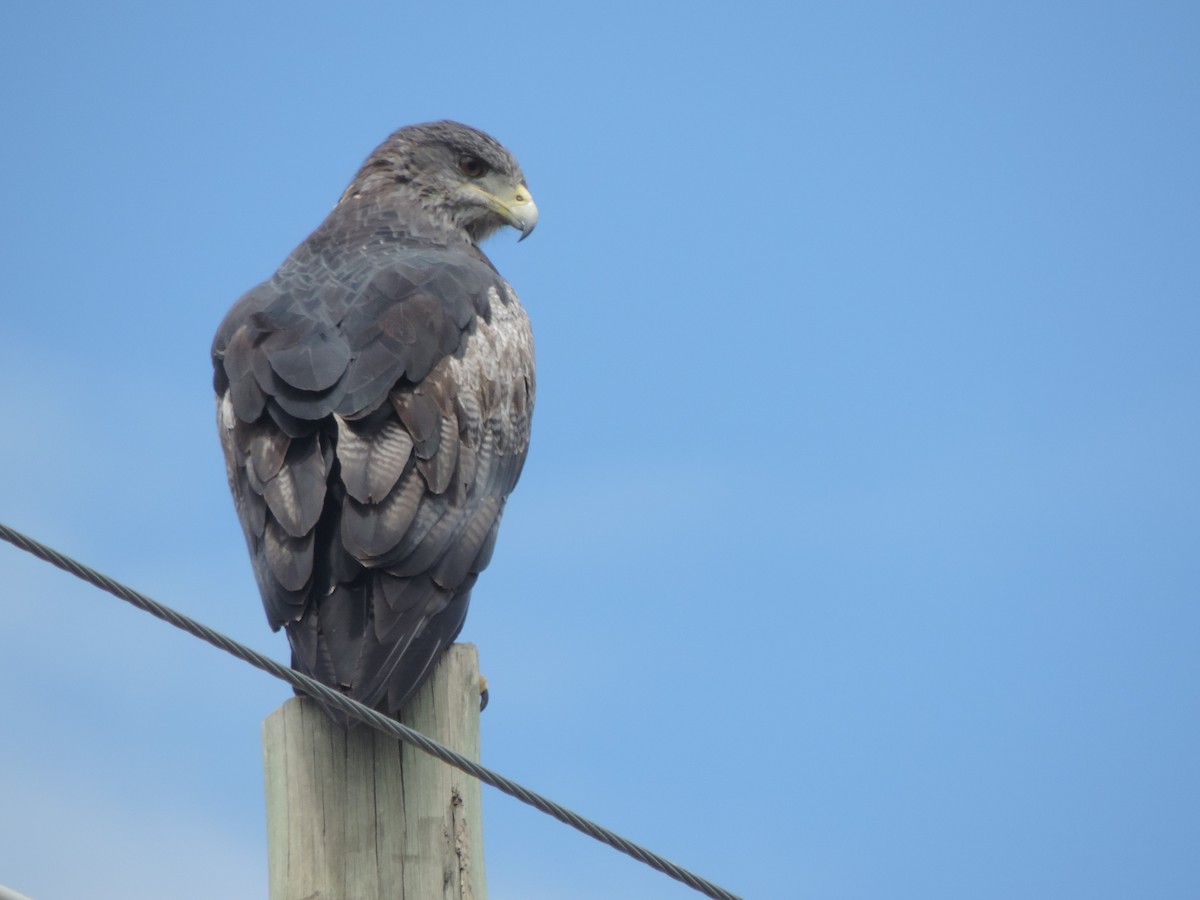 Black-chested Buzzard-Eagle - Nazareno Yunes Del Carlo