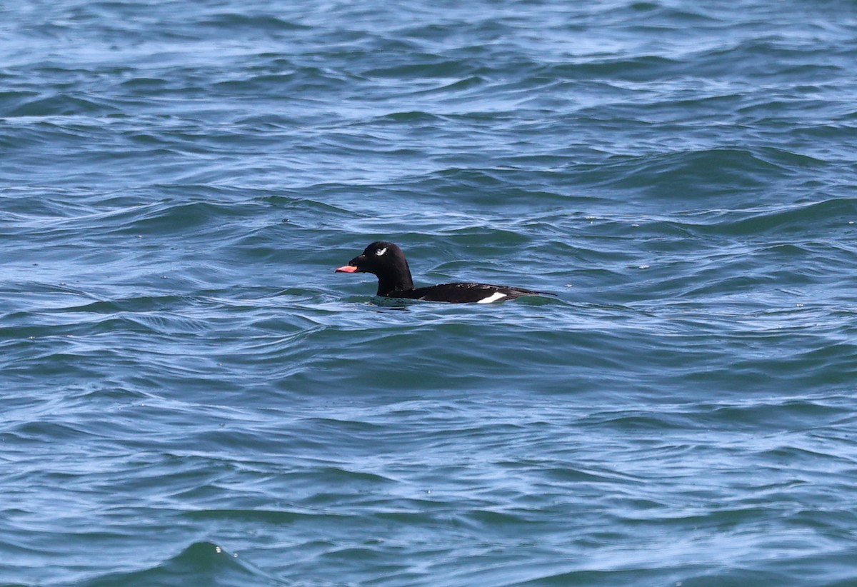 White-winged Scoter - ML549965651