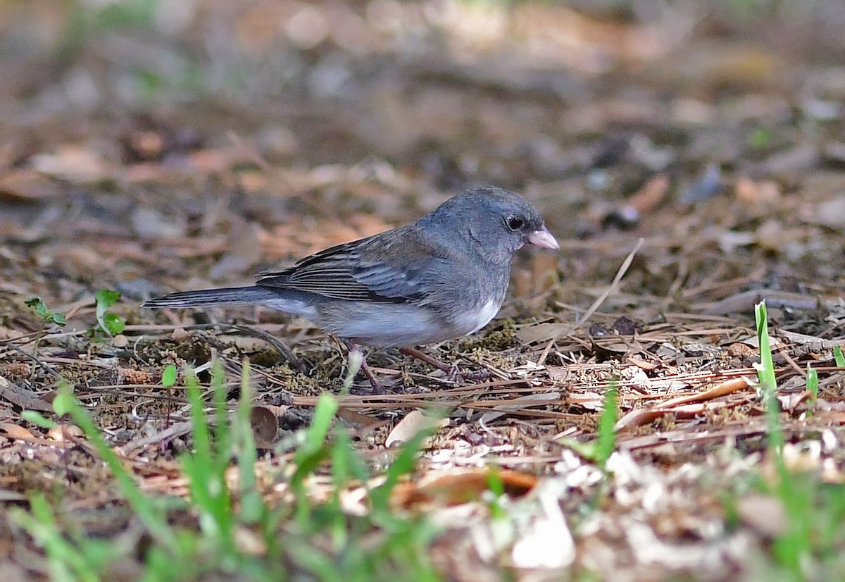 Junco Ojioscuro - ML549965691