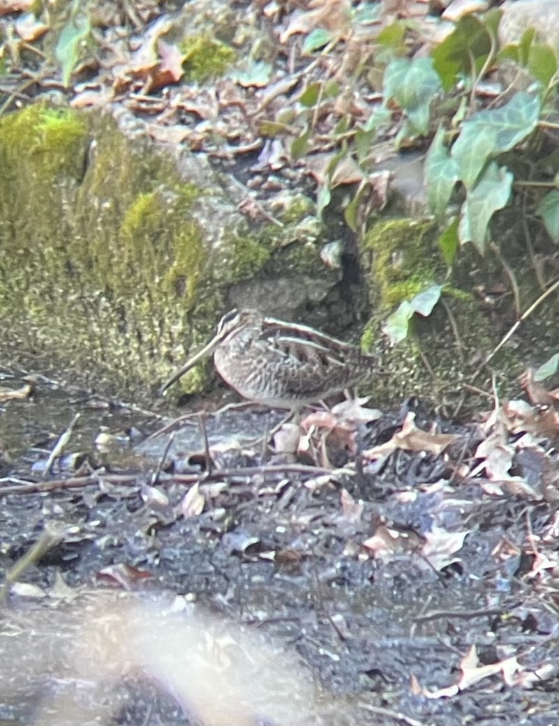 Wilson's Snipe - ML549965891