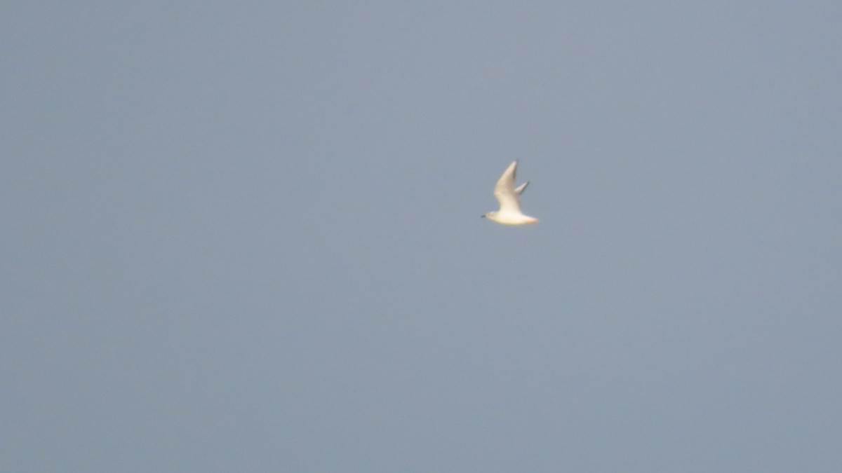 Bonaparte's Gull - ML549967041