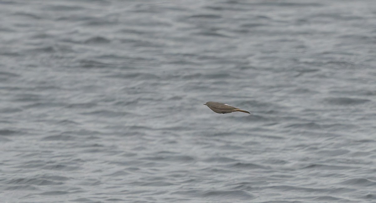 Black Redstart - Francisco Pires