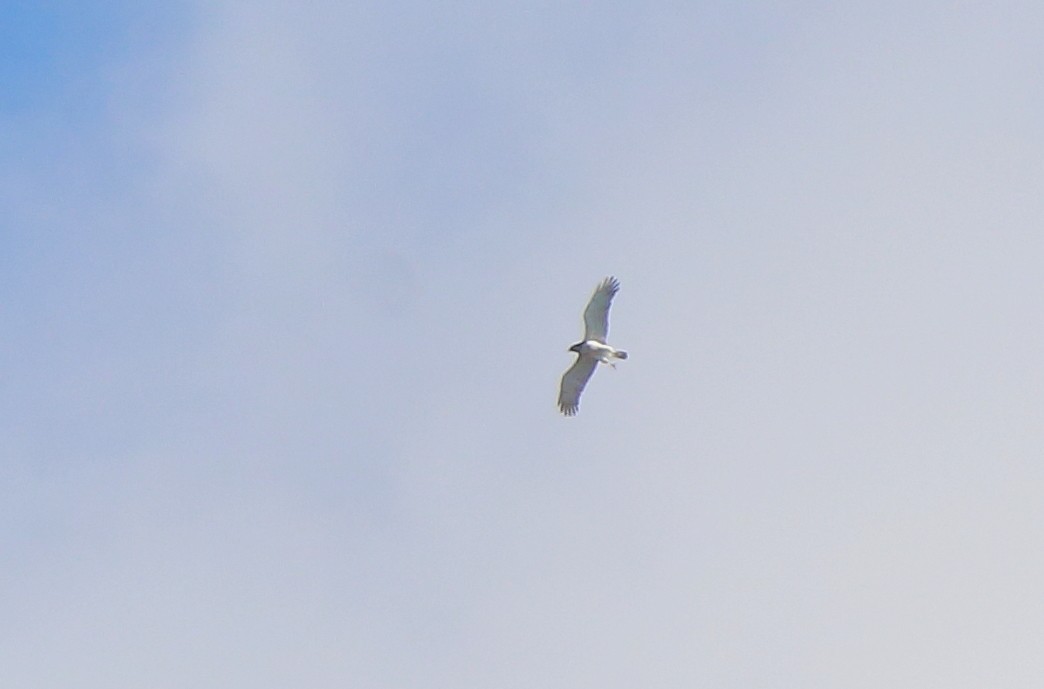 Short-toed Snake-Eagle - Sergey Simonov