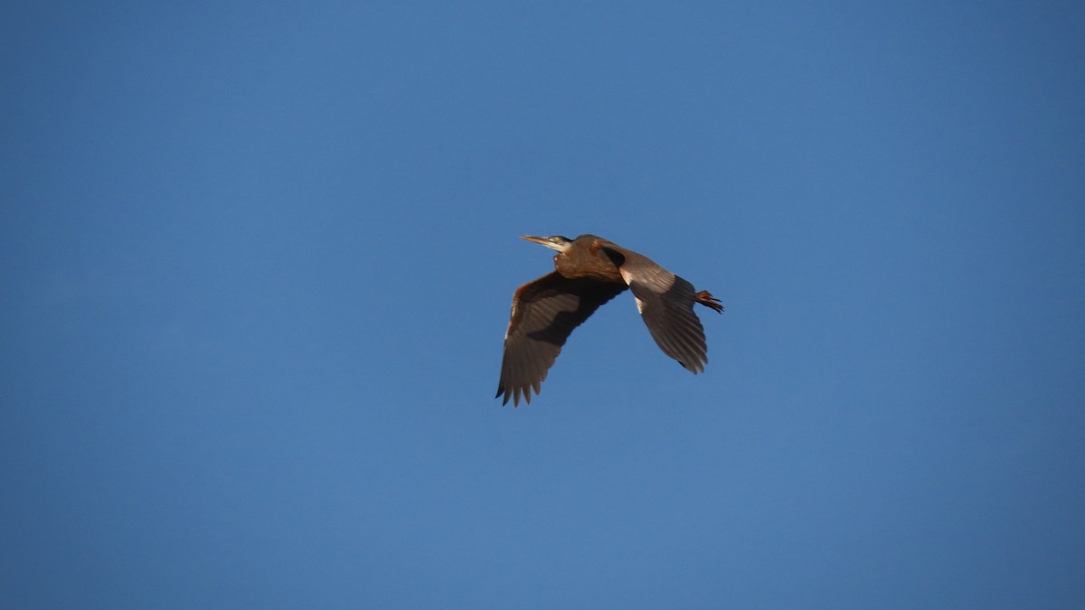 Great Blue Heron - ML549967481