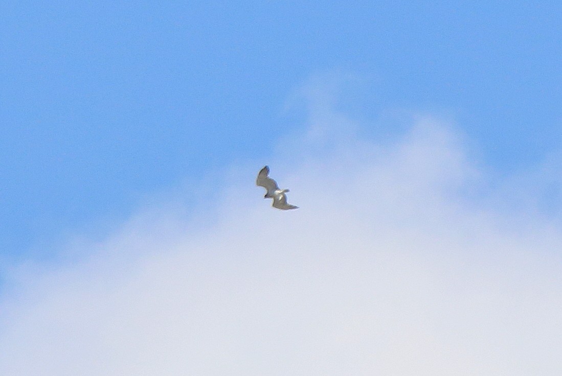 Short-toed Snake-Eagle - Sergey Simonov