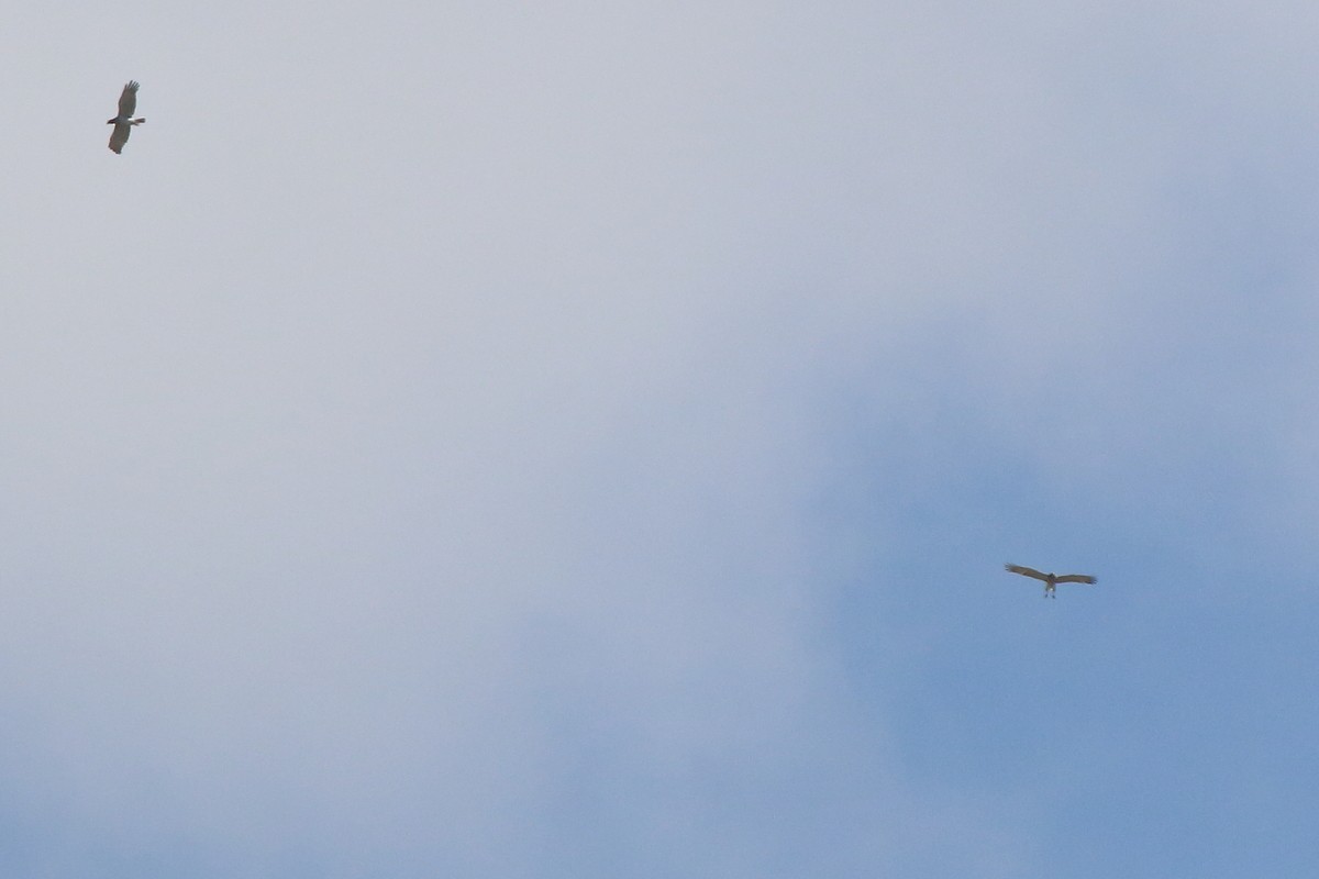 Short-toed Snake-Eagle - Sergey Simonov