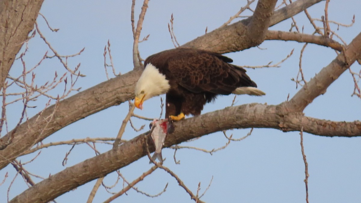 Bald Eagle - ML549967781