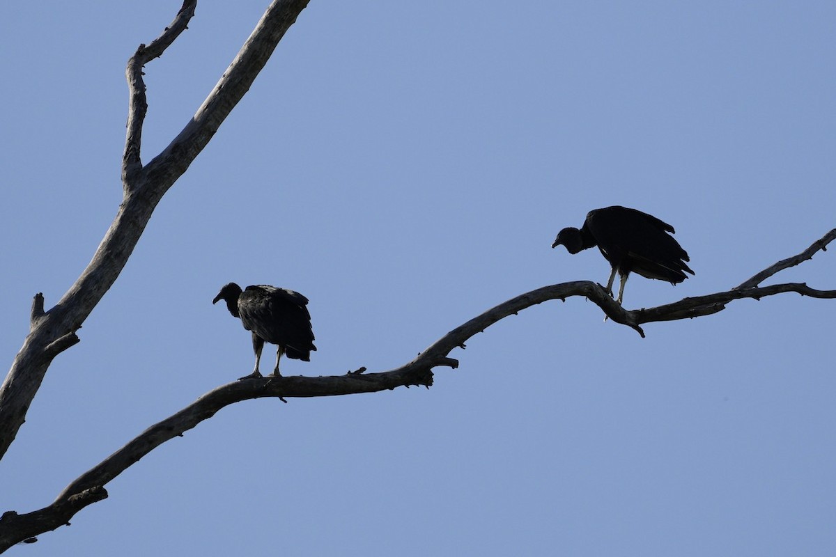 Black Vulture - Jorge Claudio Schlemmer