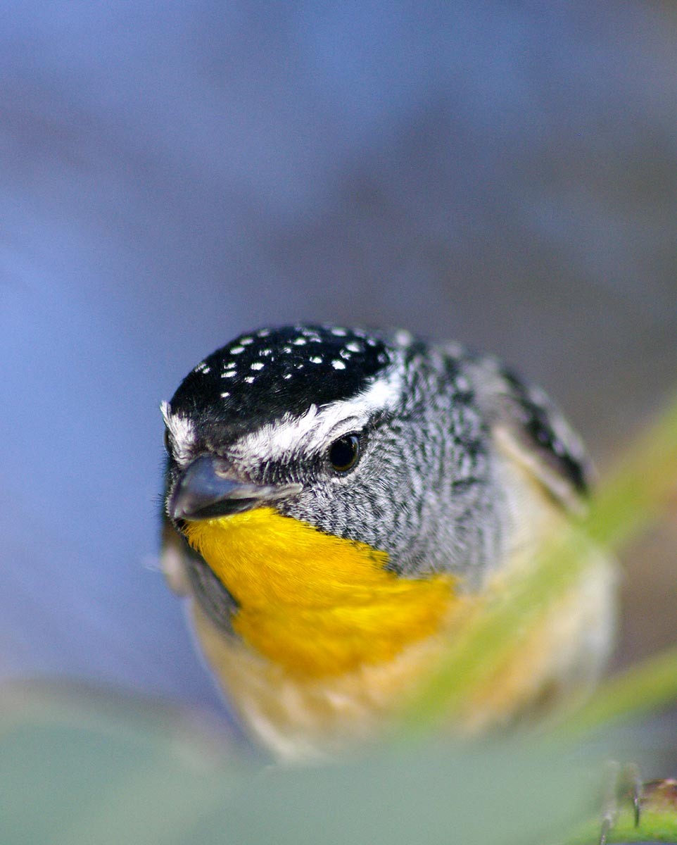 Fleckenpanthervogel - ML549968381