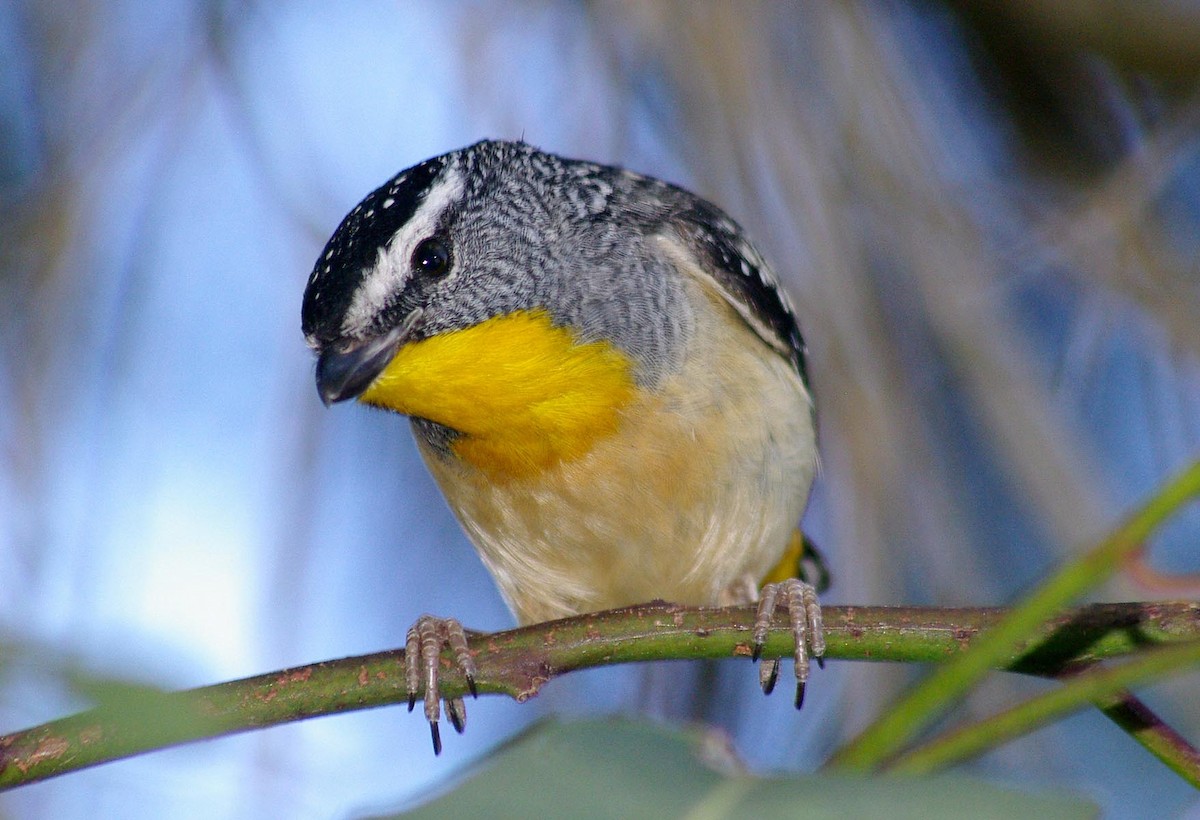 Spotted Pardalote - ML549968391