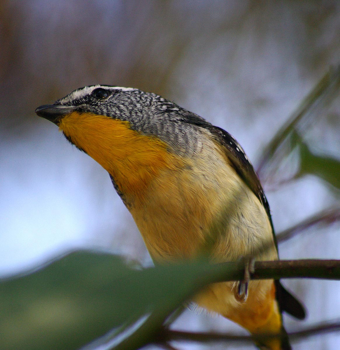 Spotted Pardalote - ML549968401