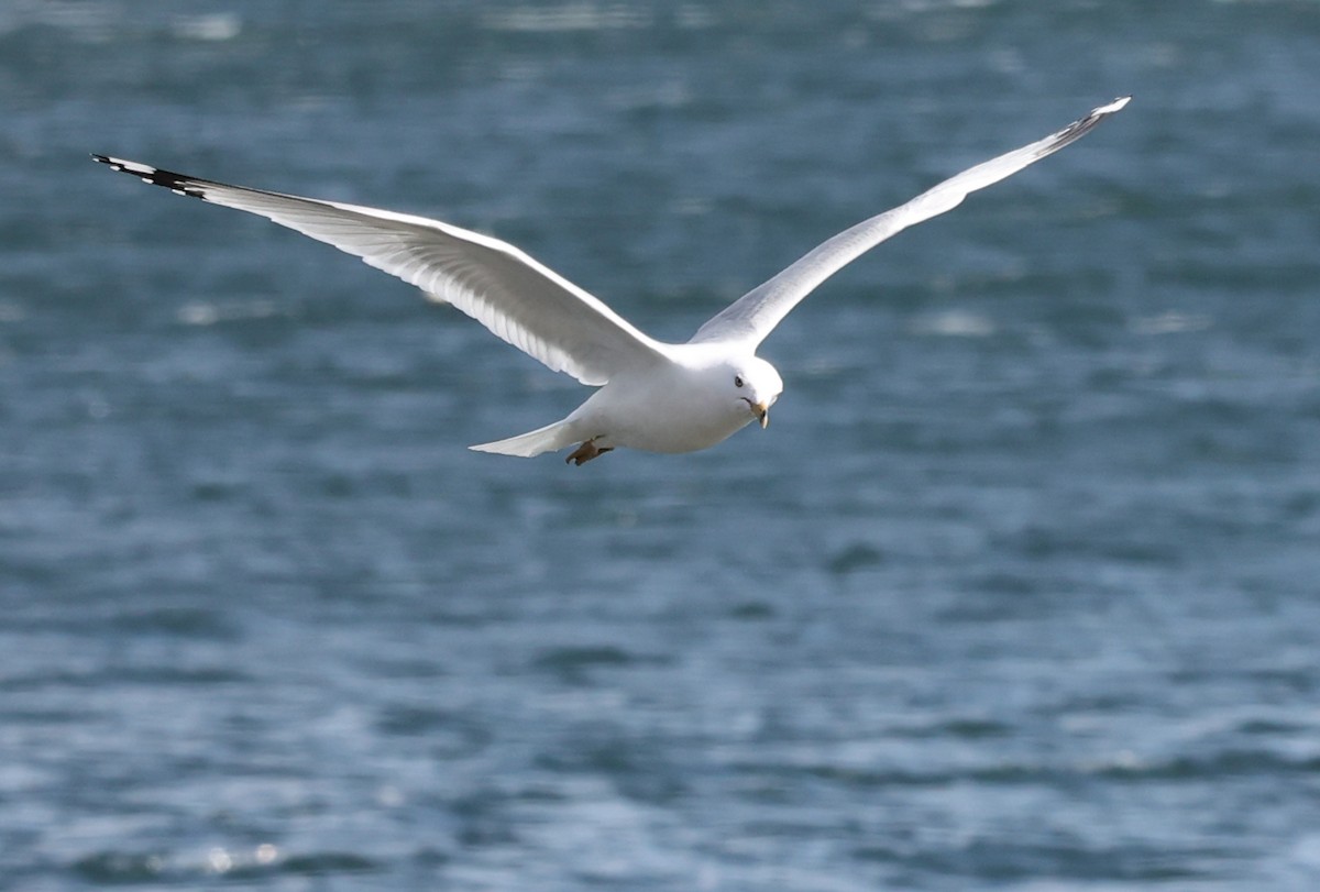 Ring-billed Gull - ML549968411