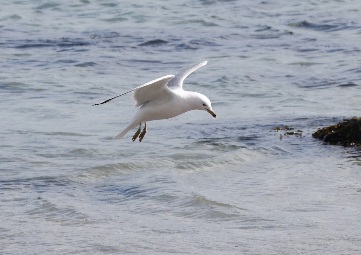 Ring-billed Gull - ML549968561