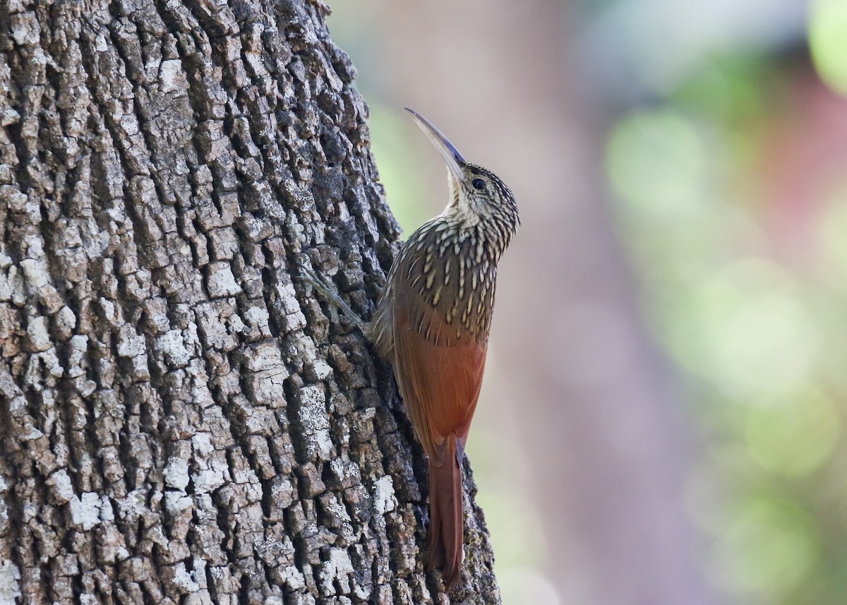 Ivory-billed Woodcreeper - Ethan Denton