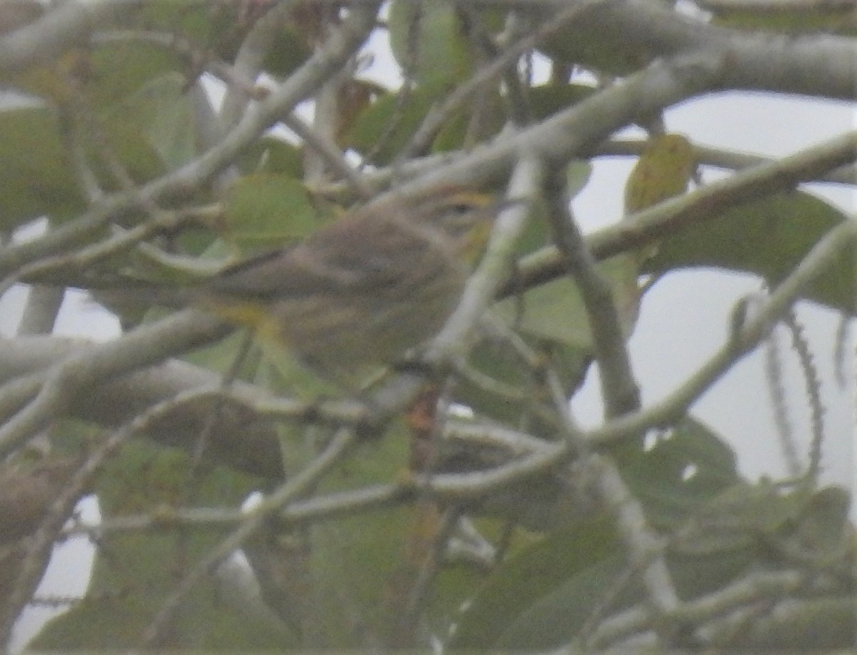 Palm Warbler - ML549969081