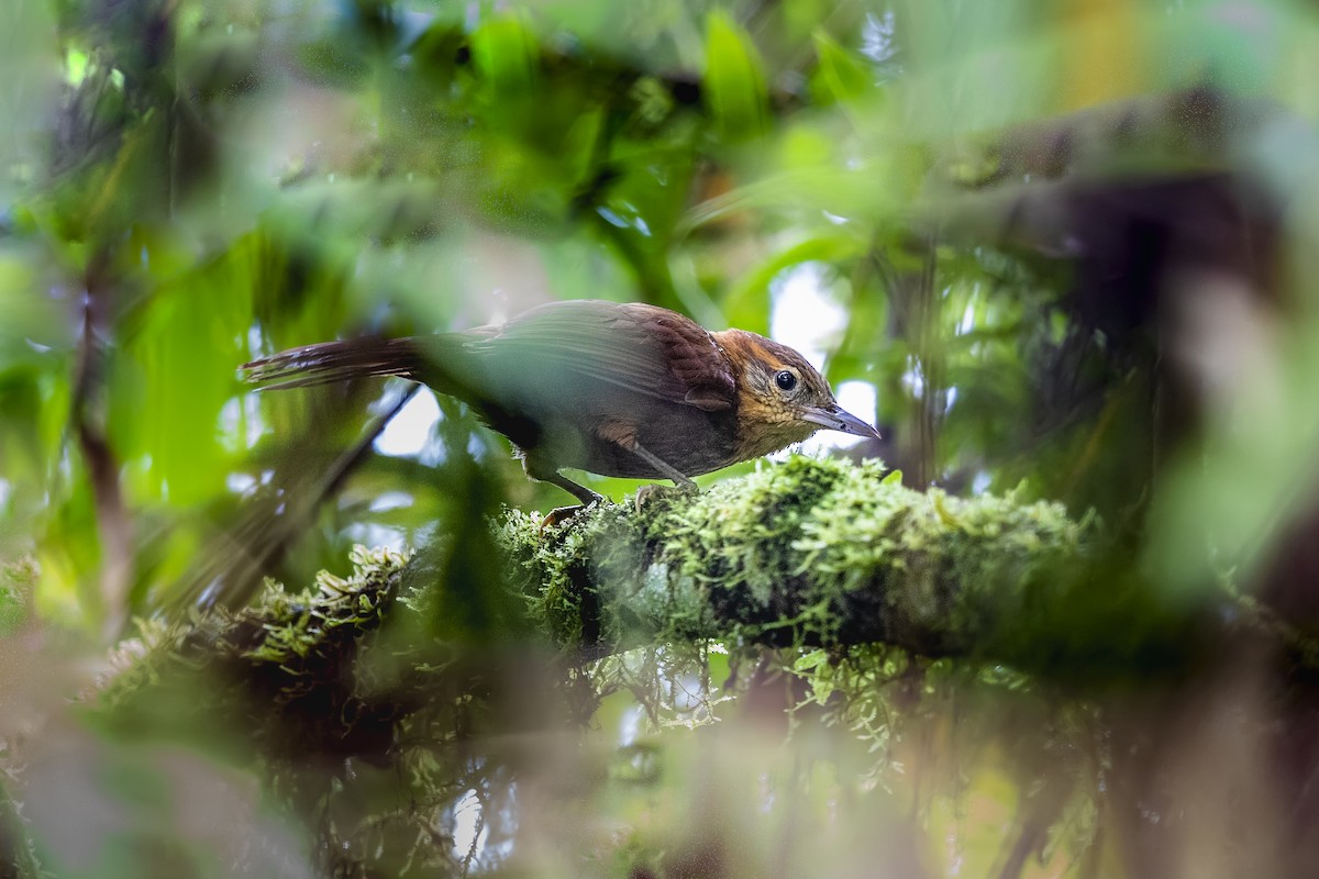 Rufous-necked Foliage-gleaner - ML549969101