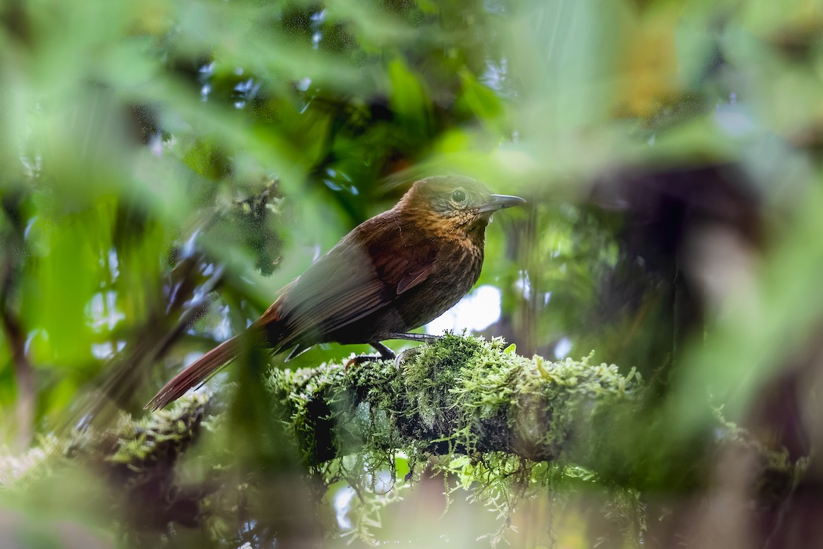 Rufous-necked Foliage-gleaner - ML549969121