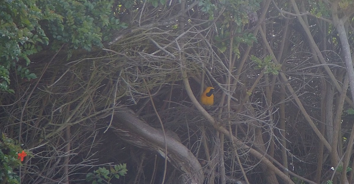 Hooded Oriole - t. martello