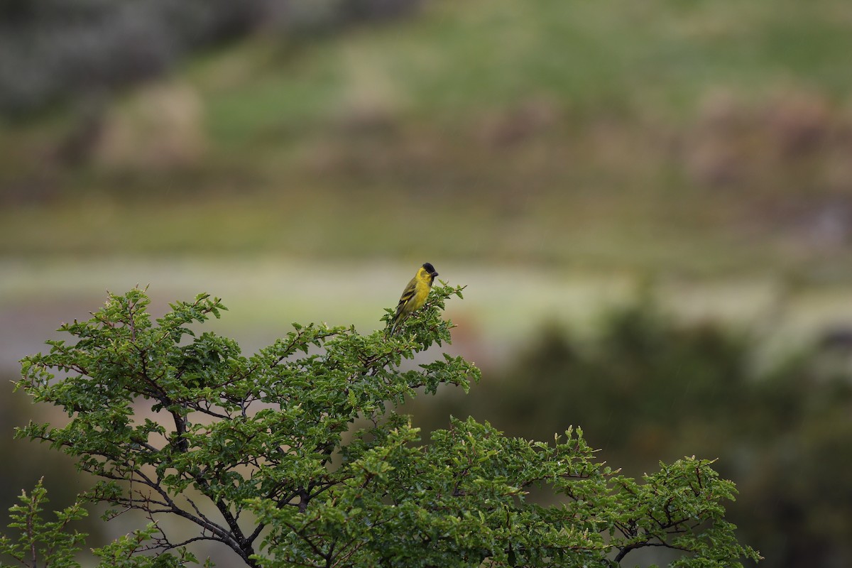 Black-chinned Siskin - ML549969901