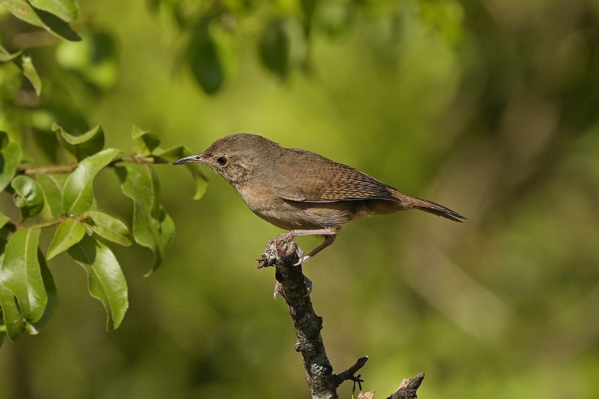 House Wren - ML549970551