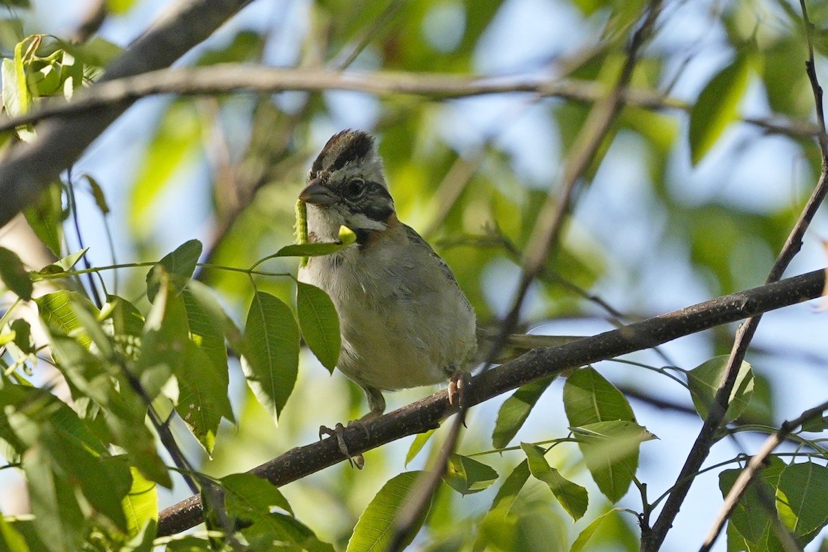 Rufous-collared Sparrow - ML549970601