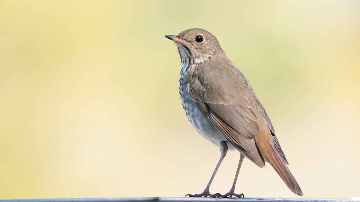 Hermit Thrush - ML549970611