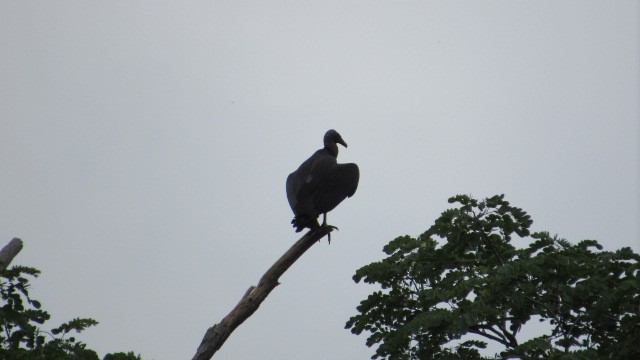 Black Vulture - ML549970961