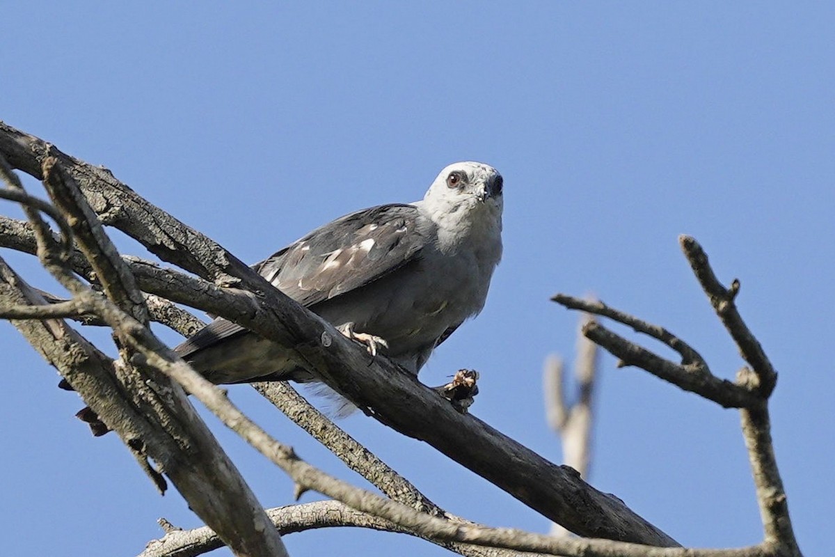 Plumbeous Kite - ML549971221