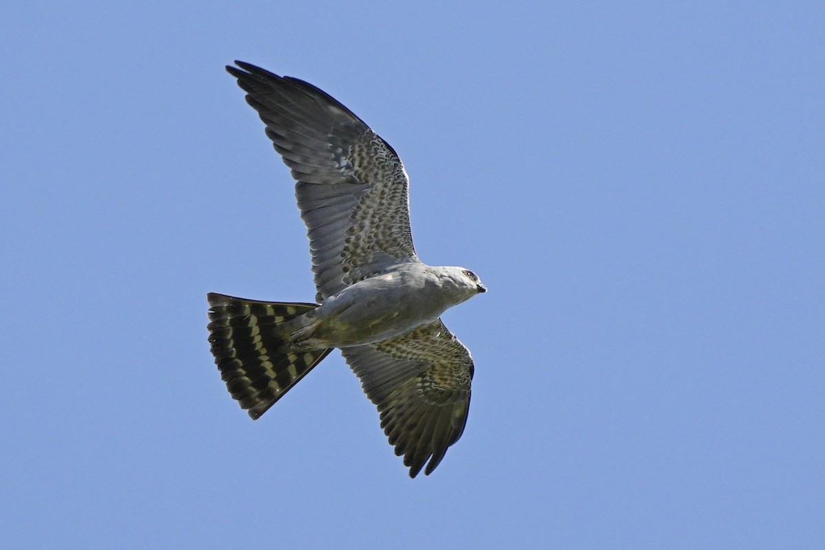 Plumbeous Kite - Jorge Claudio Schlemmer