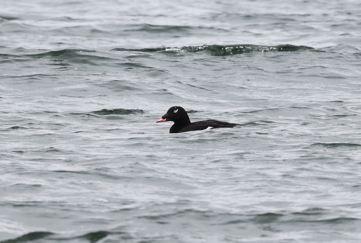 White-winged Scoter - John Pani