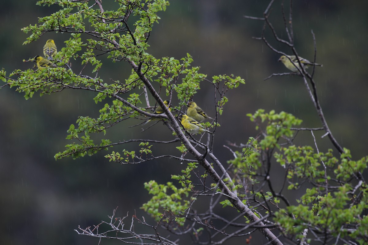 Black-chinned Siskin - ML549972581