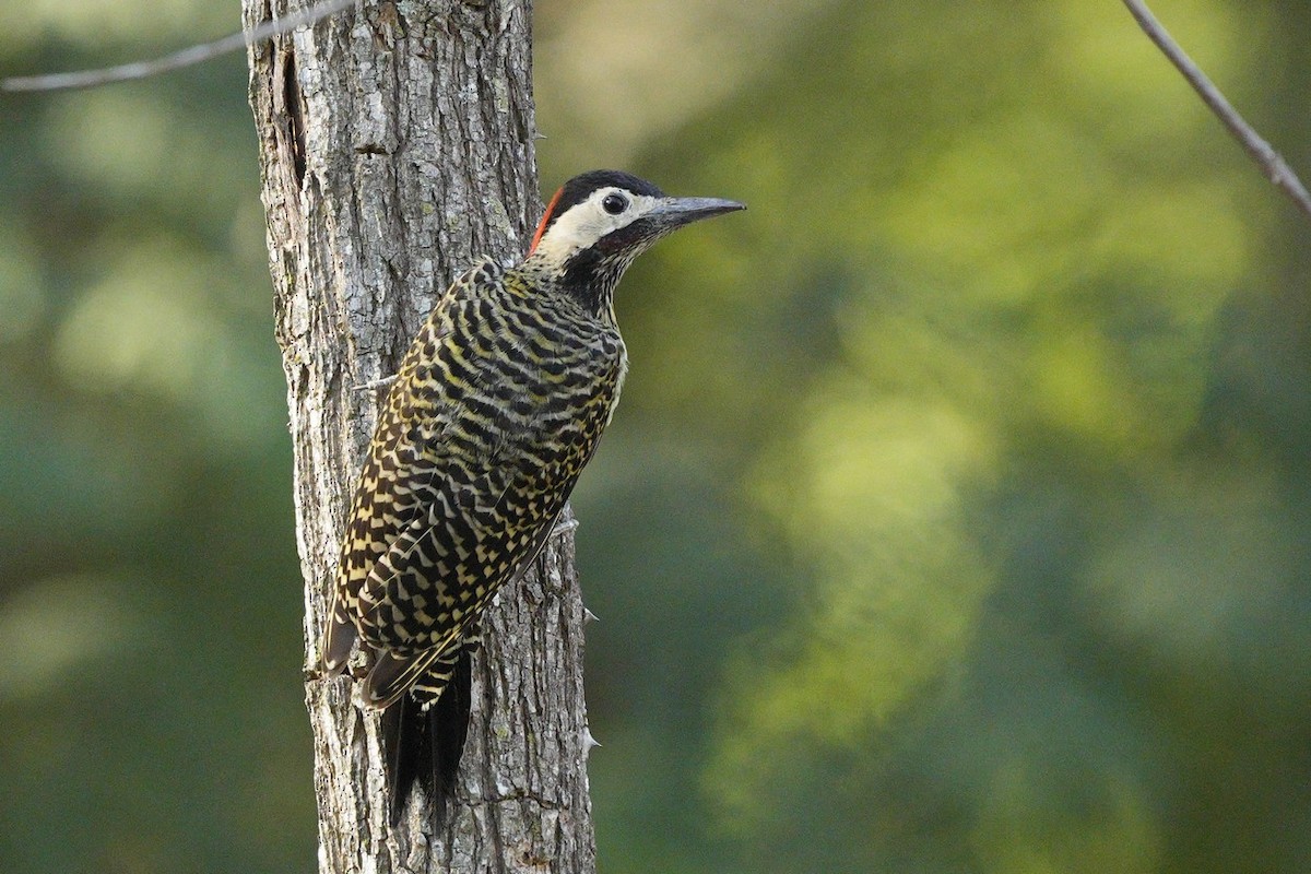 Green-barred Woodpecker - Jorge Claudio Schlemmer