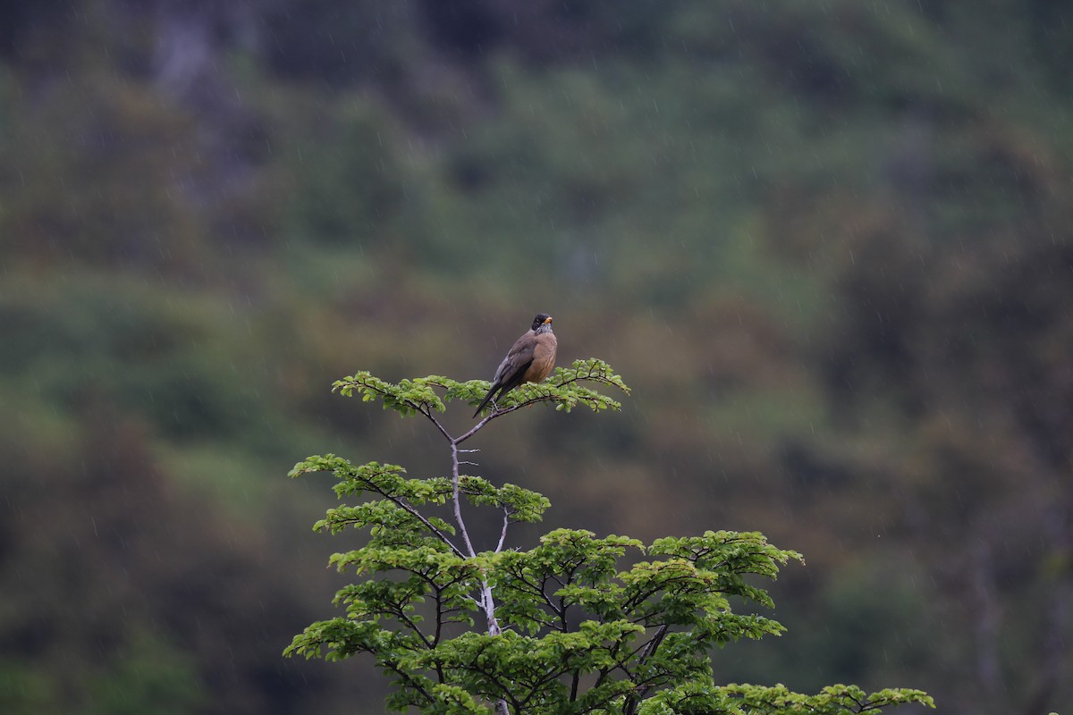 Austral Thrush - ML549973711