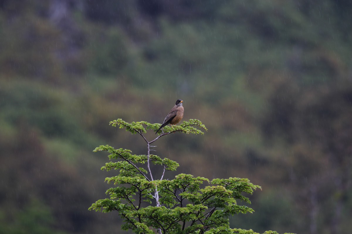 Austral Thrush - ML549974001