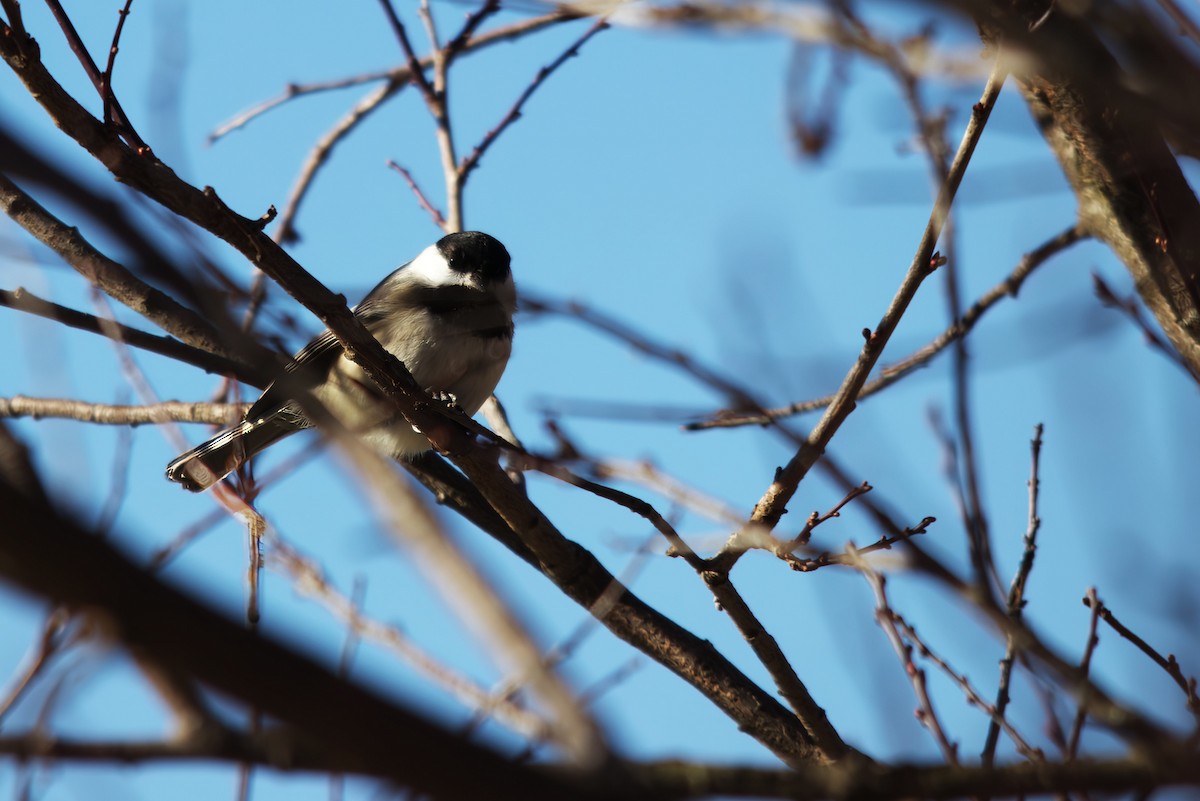 Black-capped Chickadee - ML549974051