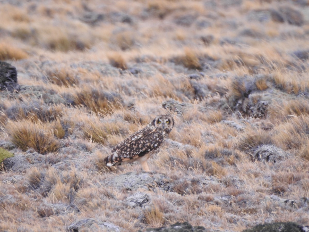 Short-eared Owl - Gerónimo Fracchia