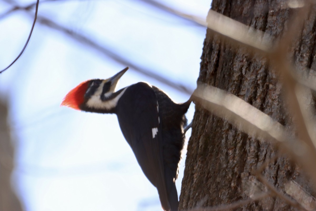Pileated Woodpecker - ML549974371